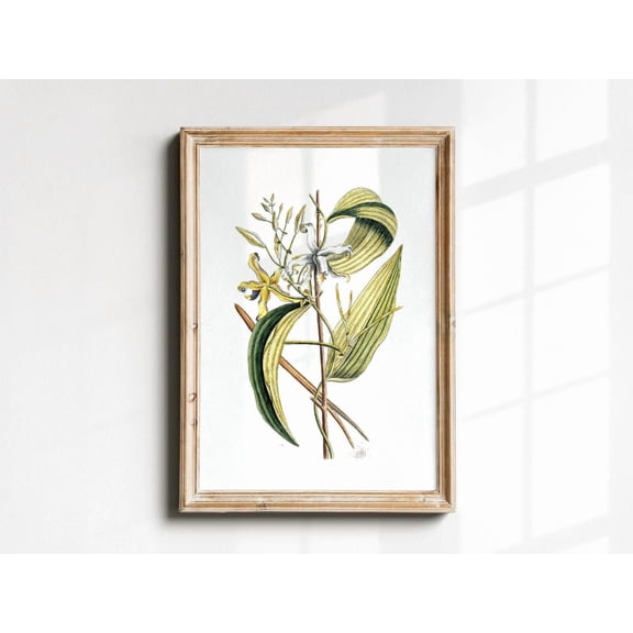 Vanilla Orchid Flower Botanical Wall Art, Vintage Vanilla Bean Orchid Print, Tropical Floral Illustration, Cottage Kitchen Bakery Shop Decor Poster Unframed Paper Print
