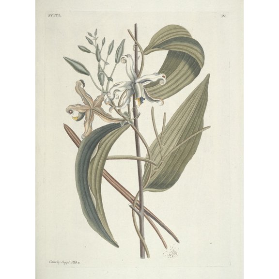 Vanilla Orchid Poster Print by Mark Catesby