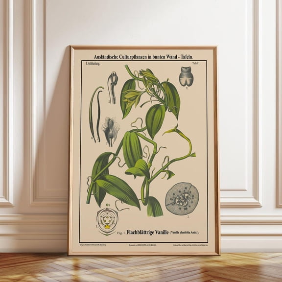 Vanilla Planifolia Botanical Wall Art Print