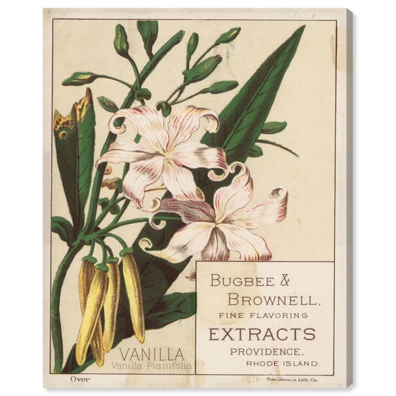 Vanilla Planifolia Canvas Vintage Botanical by Art Remedy, Gallery Wrapped, 30 x 36
