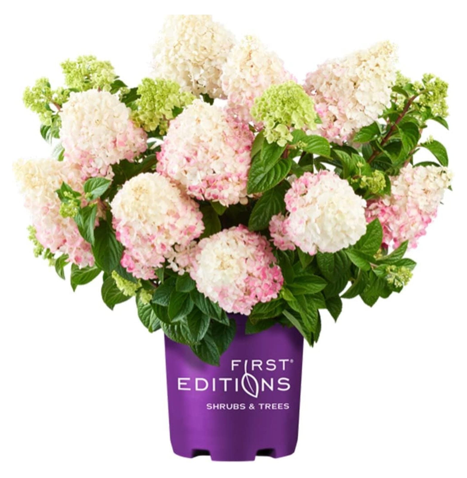  Vanilla Strawberry Hydrangea 3 Gal First Editions Creamy White