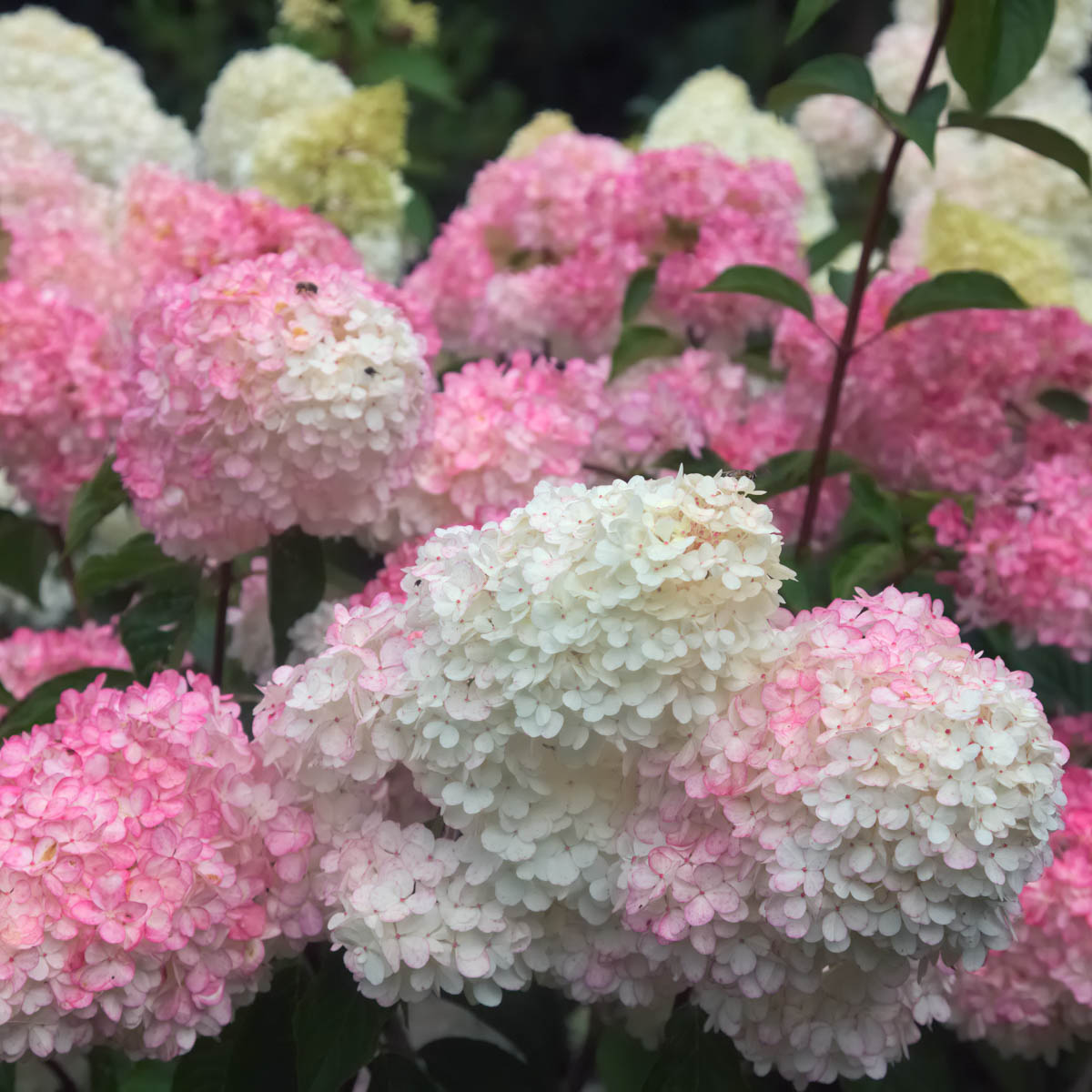 Vanilla Strawberry Hydrangea Tree