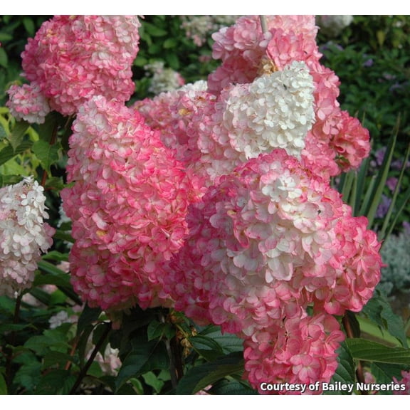 Vanilla Strawberry Panicle Hydrangea - 3 Gallon Shrub
