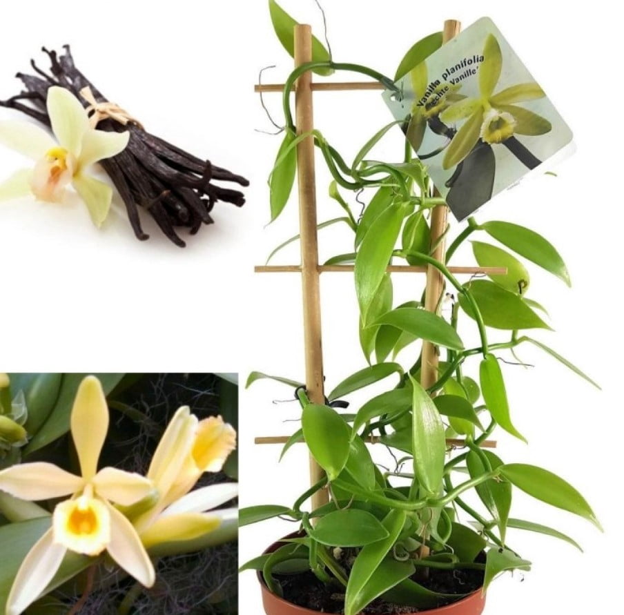 bog carnivorous plants Carnivorous Bog Kingdom Kit