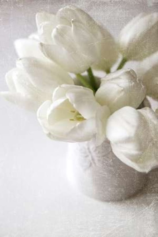 Vanishing in the White Elegance Canvas Art - Sarah Gardner (24 x 36)