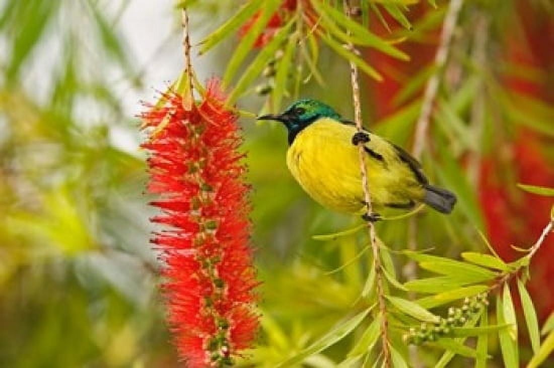 Variable Sunbird Aberdare Country Club Nyeri Kenya Canvas Art - Adam Jones DanitaDelimont (24 x 15)