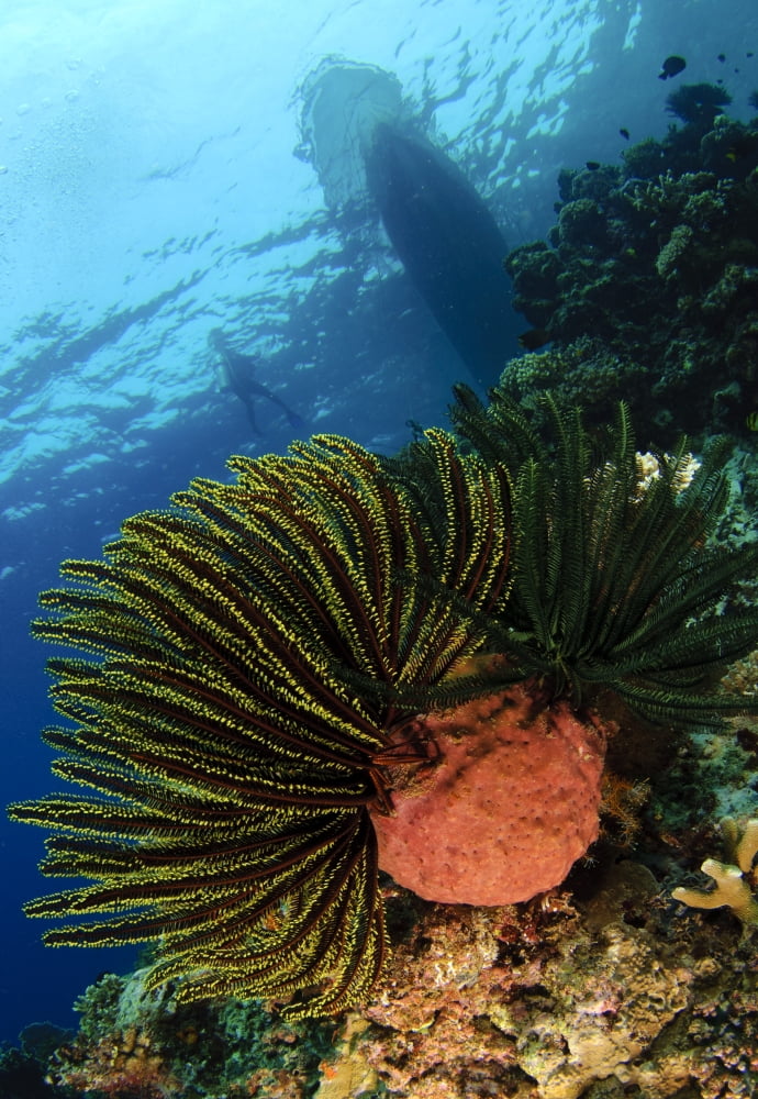 Variable bushy feather star Gorontalo Sulawesi Indonesia Canvas Art - Steve JonesStocktrek Images (12 x 17)