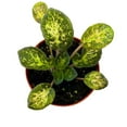 thumbnail image 1 of Variegated African Violet Genetic Blush, 4 inch, Saintpaulia Gesneriads, 1 of 4