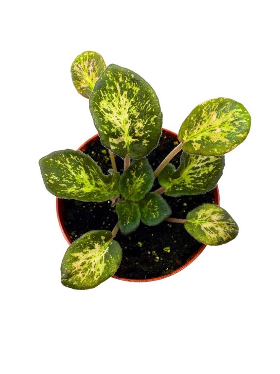 Variegated African Violet Genetic Blush, 4 inch, Saintpaulia Gesneriads