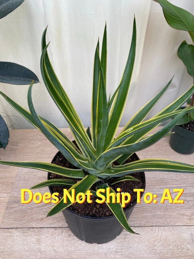 Variegated Agave Desmetiana Lurida Live Plant Indoor Out 11-14