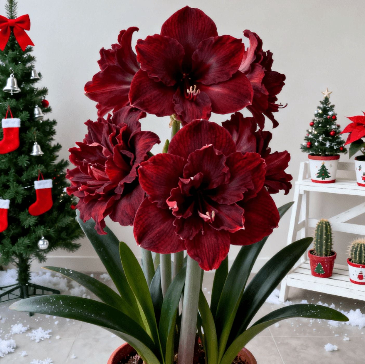 Curated visual reference: Picture Idea: Variegated Amaryllis Hardy Perennial Garden Decor For Plant Hangers
