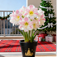 Curated visual reference: Gallery Detail: Variegated Amaryllis Hardy Perennial Garden Decor For Plant Hangers
