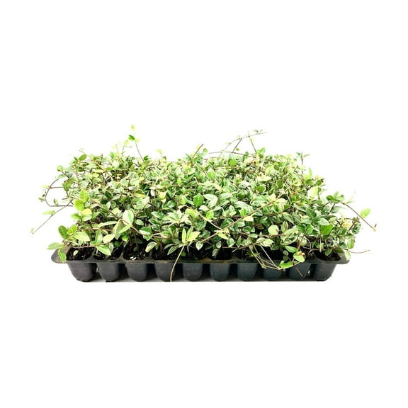 Variegated Asiatic Jasmine Minima 20 Live Plants Easy-Grow Ground Cover Lush, Trailing Green and White Foliage Perfect for Gardens and Landscape Borders Hardy Evergreen Plant