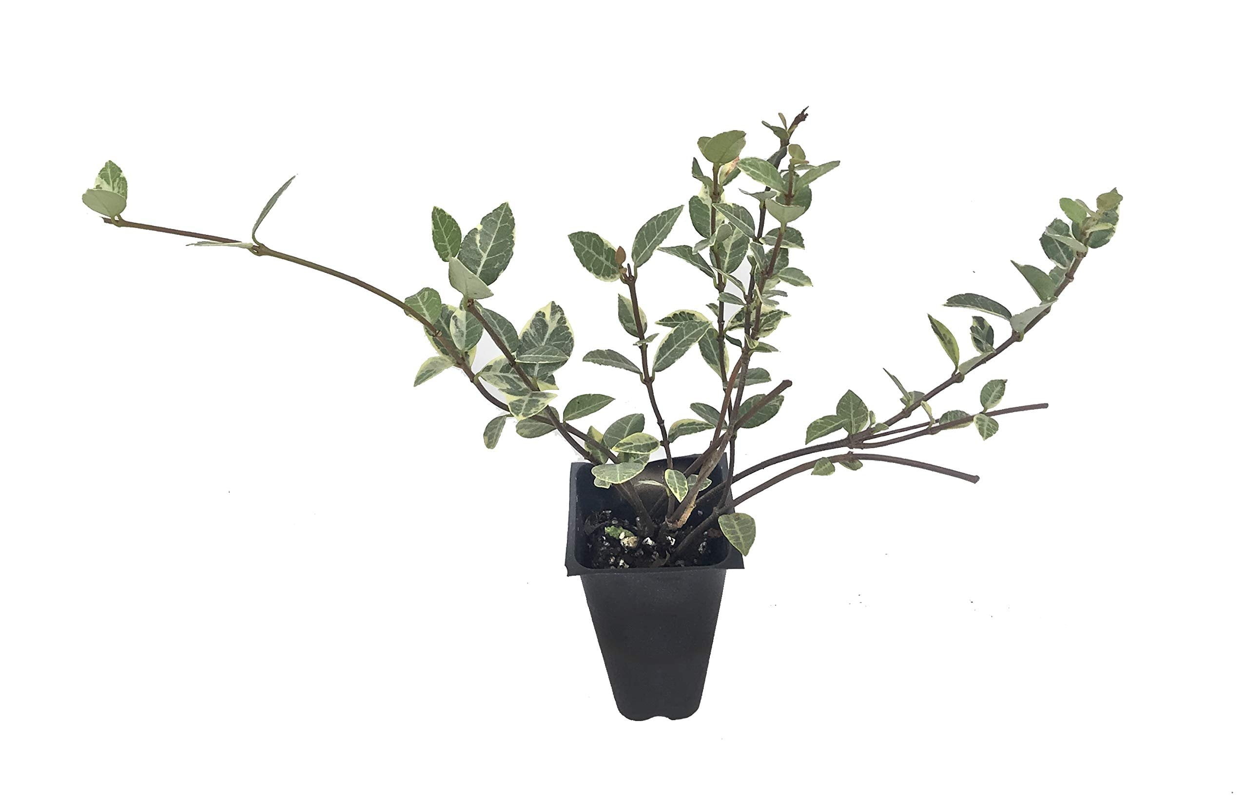 Variegated Asiatic Jasmine Minima - 20 Live Plants - Trachelospermum Asiaticum 'variegatum' - Evergreen Groundcover