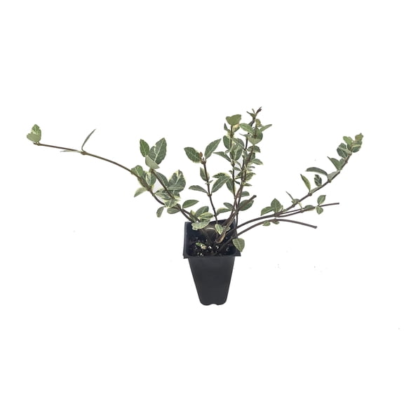 Variegated Asiatic Jasmine Minima - 20 Live Plants - Trachelospermum Asiaticum 'variegatum' - Evergreen Groundcover