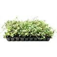 Variegated Asiatic Jasmine Minima 3 Live Plants Easy-Grow Ground Cover ...