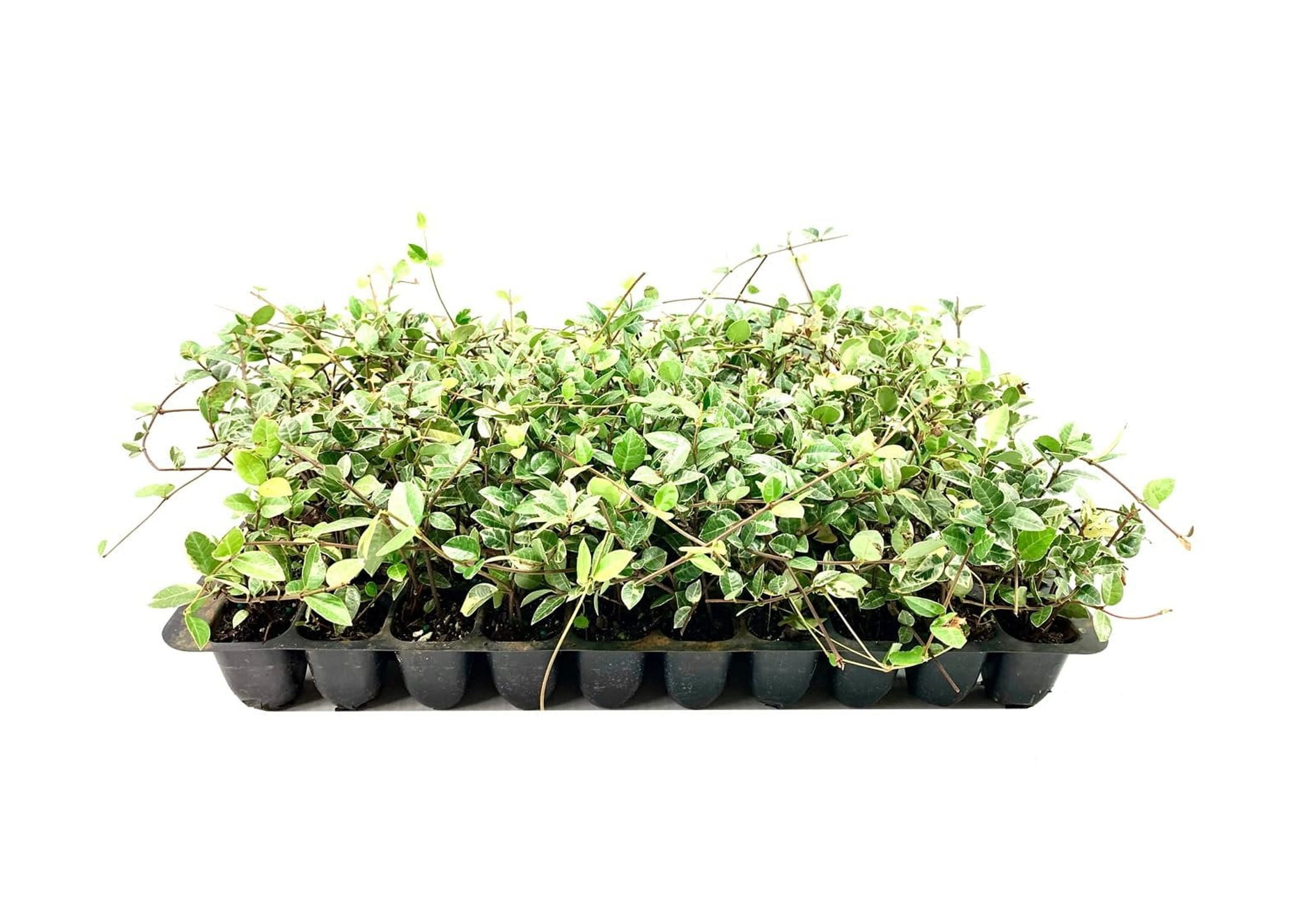 Variegated Asiatic Jasmine Minima 3 Live Plants Easy-Grow Ground