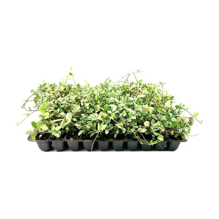 jasmine Trachelospermum asiaticum (Asian Jasmine) – Plants Express