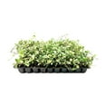 thumbnail image 1 of Variegated Asiatic Jasmine Minima  40 Live Plants  Easy-Grow Ground Cover  Lush, Trailing Green and White Foliage  Perfect for Gardens and Landscape Borders  Hardy Evergreen Plant, 1 of 9