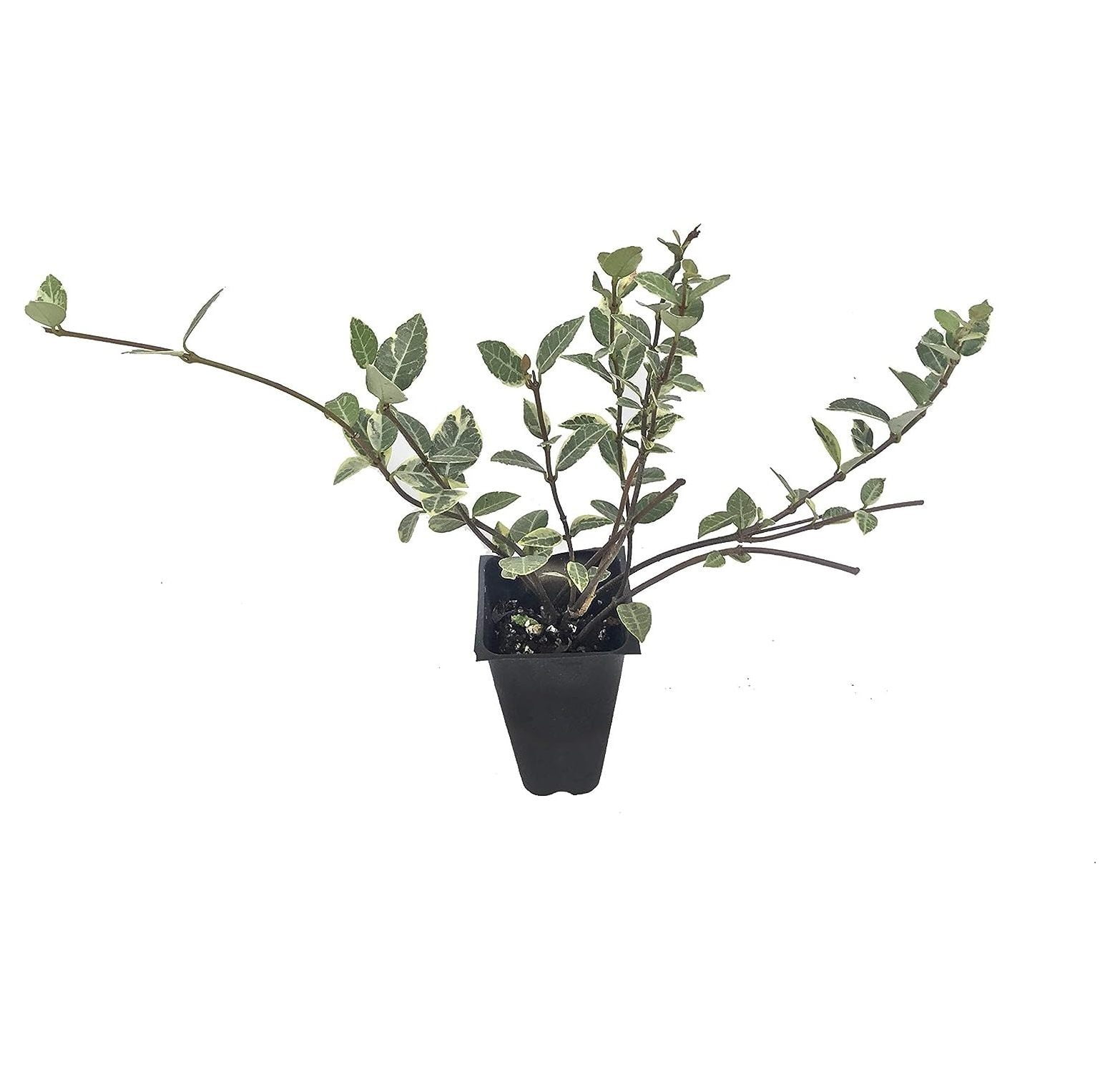 Variegated Asiatic Jasmine Minima 60 Live Plants Drought Tolerant
