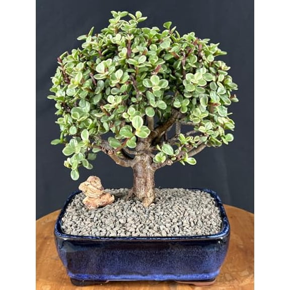 Variegated Baby Jade Bonsai Tree, Large