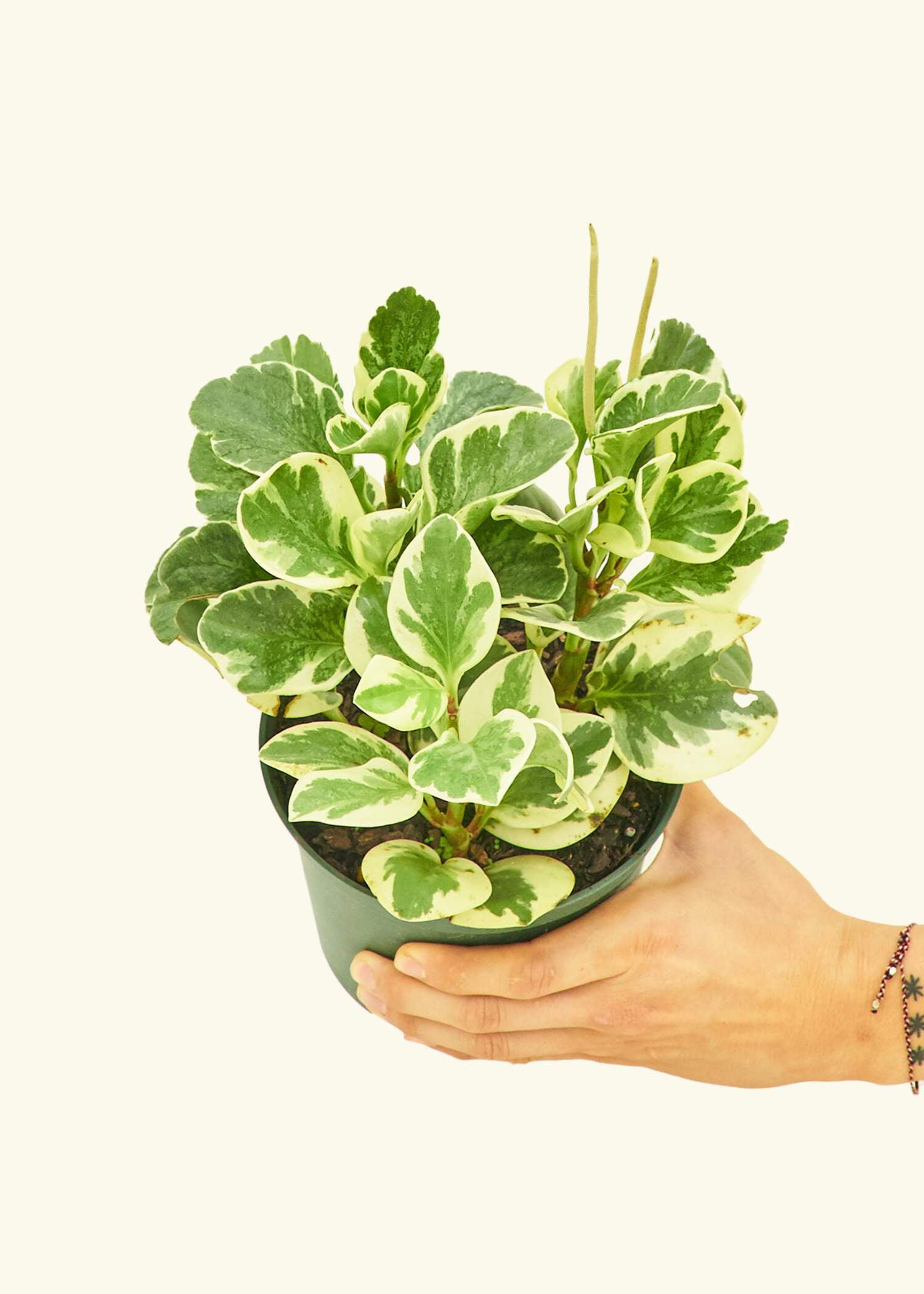 Variegated Baby Rubber Plant