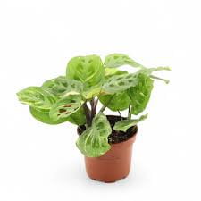 Variegated Beauty Kim Maranta - 1 Live Plant in a 4 Inch Pot - Maranta Leuconeura - Beautiful Colorful Foliage Easy Care Indoor Houseplant