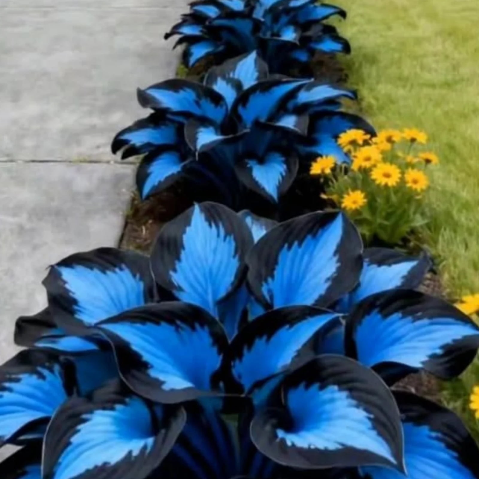 Variegated Blue Hosta Bulbs,Hard-Resistant-Shade-Loving-Perennial ...
