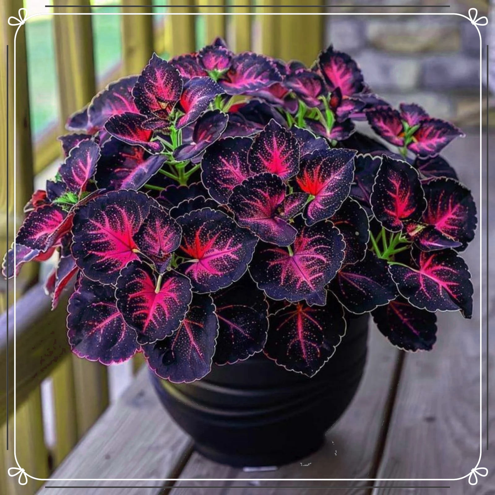 Variegated Blue Hosta Bulbs-Shade-Loving-Hard-Resistant-Ornamental ...