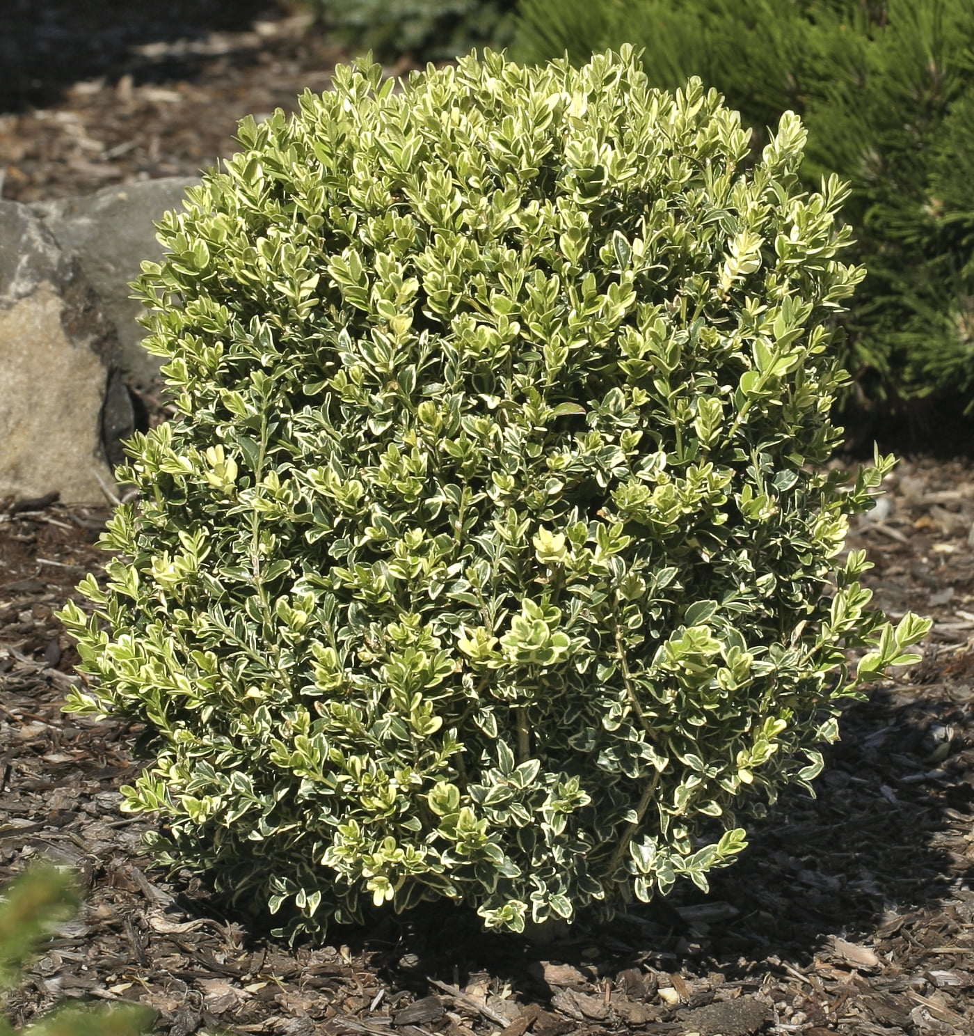 Spring Hill Nurseries Variegated English Boxwood Live Shrub