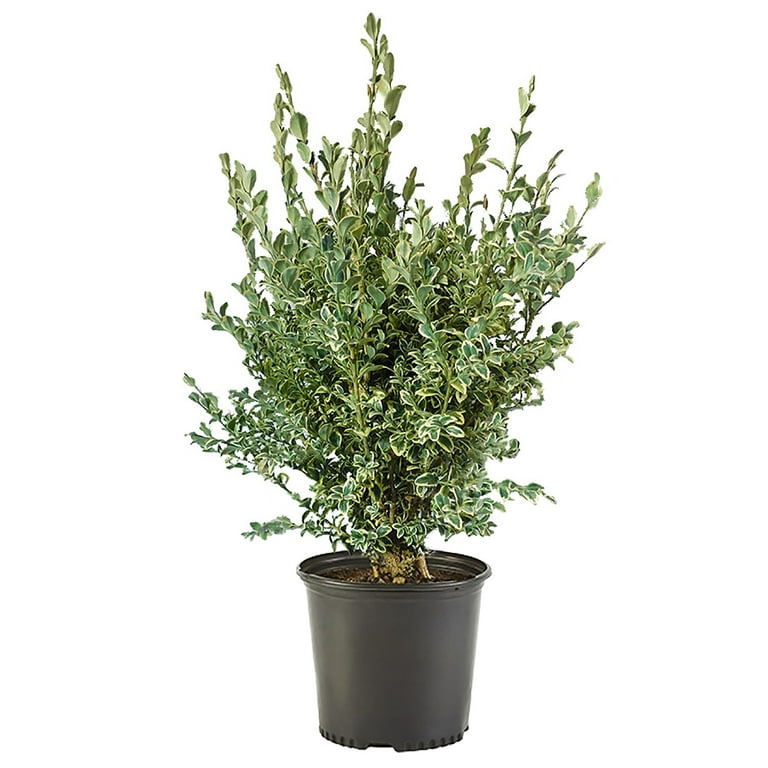 Variegated Boxwood Shrub 1 Gallon - Walmart.com