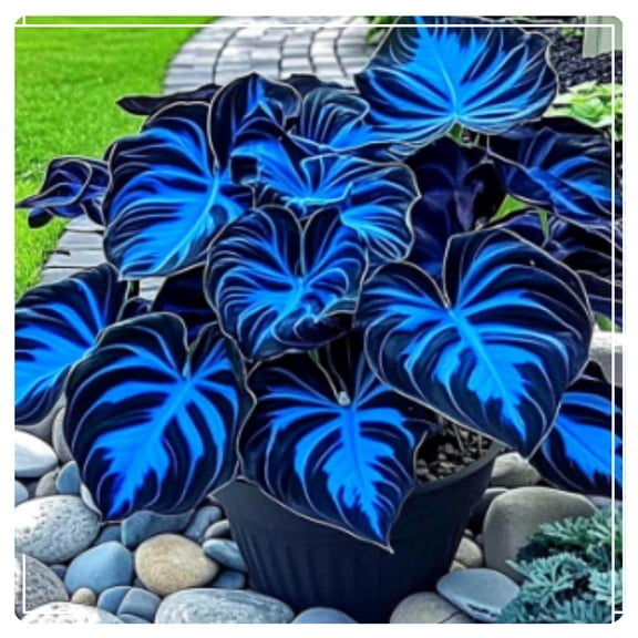 Variegated Butterfly Hostas Flowers Planting Mix-Iridescence-Beautiful-Rainbow Hostas Garden-Quick Sprouting-(Non-Artificial)