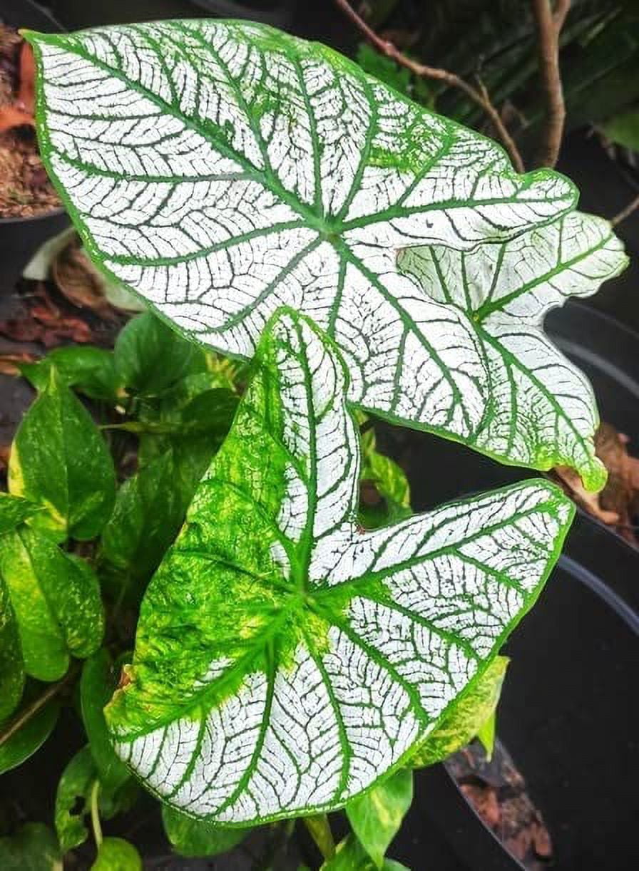 Variegated Caladium Bulb (One Bulb) Grow Stunning White Leafs