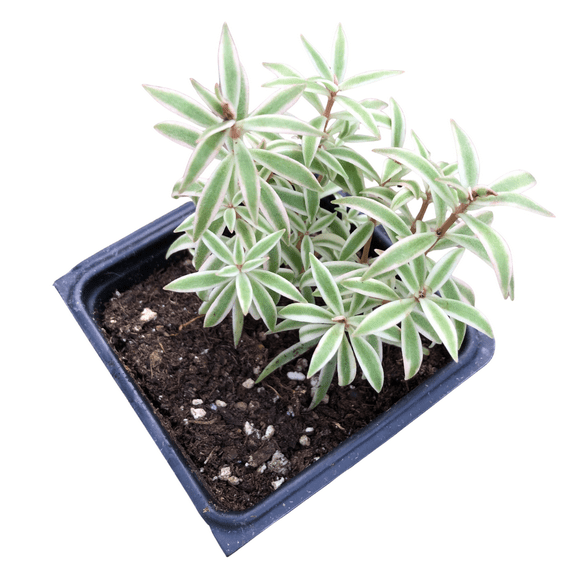 Variegated Carpet Sedum (Sedum lineare 'Variegatum') Organic Plant in 2.5-inch Pot by Smoke Camp Crafts - Cream and Green Carpet Sedum, Needle Stonecrop