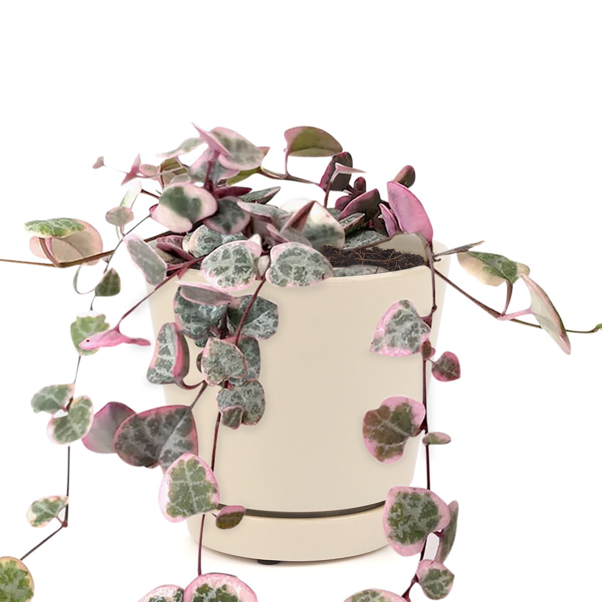 Variegated Ceropegia woodii