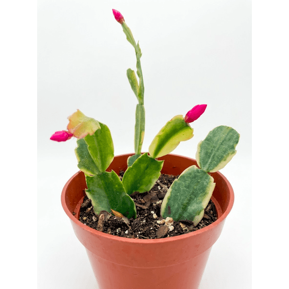 Variegated Christmas Cactus Thanksgiving Cactus, Winter Bloom Holiday Cactus - 4 inch