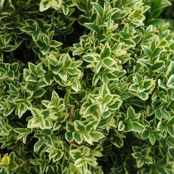 Variegated Common Boxwood-Buxus sempervirens 'Variegata'-Dense Evergreen Shrub  2 Gallon