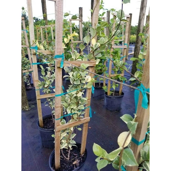 Variegated Confederate Jasmine  1 Extra Large 3 Gallon Plant  Trachelospermum jasminoides Variegata  Eye-Catching Climber  Perfect for Garden Walls and Trellises