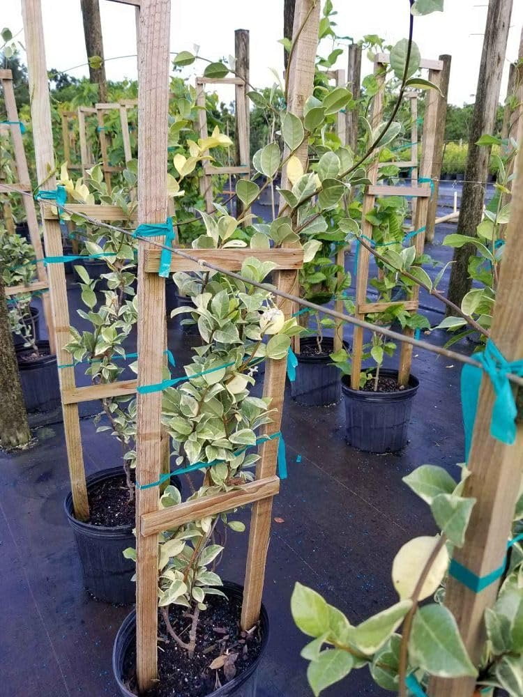 Variegated Confederate Jasmine  2 Extra Large 3 Gallon Plants  Trachelospermum jasminoides Variegata  Eye-Catching Climber  Perfect for Garden Walls and Trellises