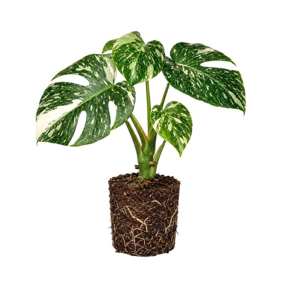 Variegated Constellation Monstera Starter Plant, 4-6 Inch, Easy Indoor Garden, Plant Lover Gift (4 Inch Tall)