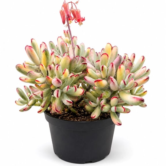 Variegated Cotyledon Orbiculata Long Leaf Live Plant in 2 Inch Pot, Rare Succulent Houseplant, Colorful Fleshy Leaf Succulent for Indoor Decor, Containers and Collections