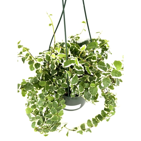 Variegated Creeping Fig Ficus Pumila Live Plant in 6" Hanging Pot, Air Purifying