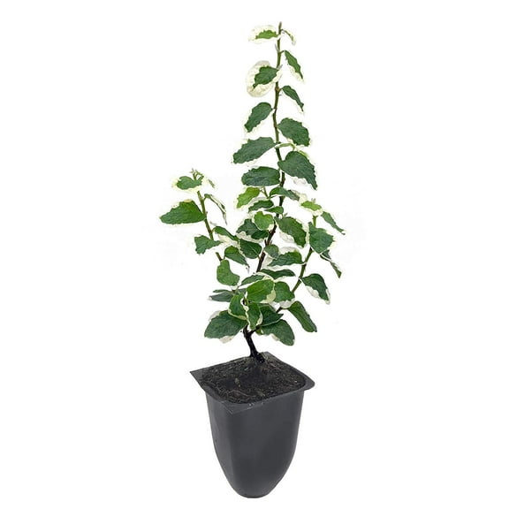 Variegated Creeping Fig Vine - Ficus Pumila Variegata - 3 Live Fully Rooted 2 Inch Plants - Climbing Ivy
