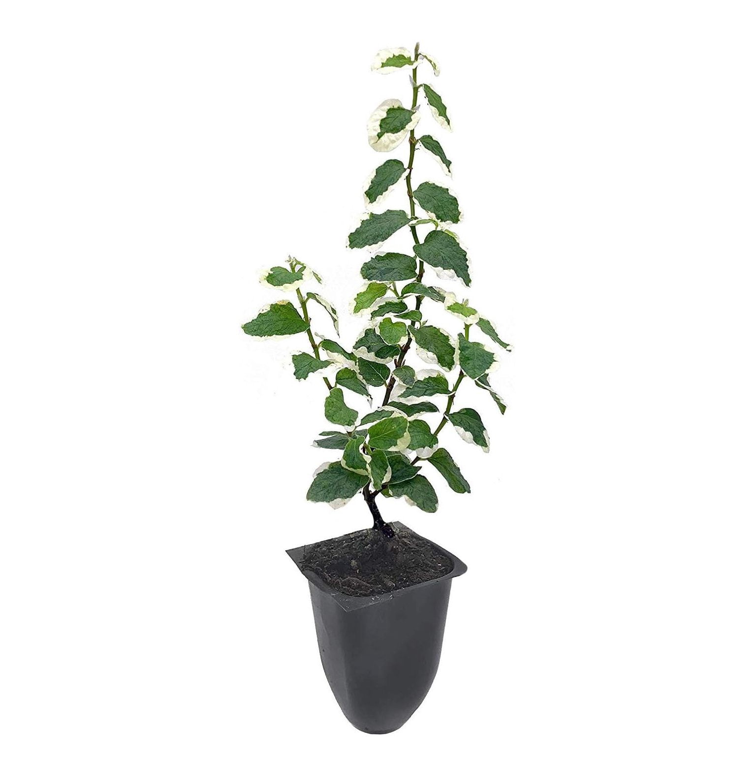 Variegated Creeping Fig Vine Ficus Pumila Variegata 3 Live Fully Rooted 2 Inch Plants