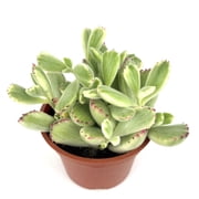 Variegated Cubs Paw Cluster Cotyledon Ladismithiensis Variegata, 4 Pot