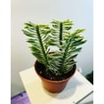 thumbnail image 1 of Variegated Devil's Backbone - 2 Live Starter Plants in 2 Inch Pots - Pedilanthus Tithymaloides - Rare Cactus Succulent from Florida, 1 of 5