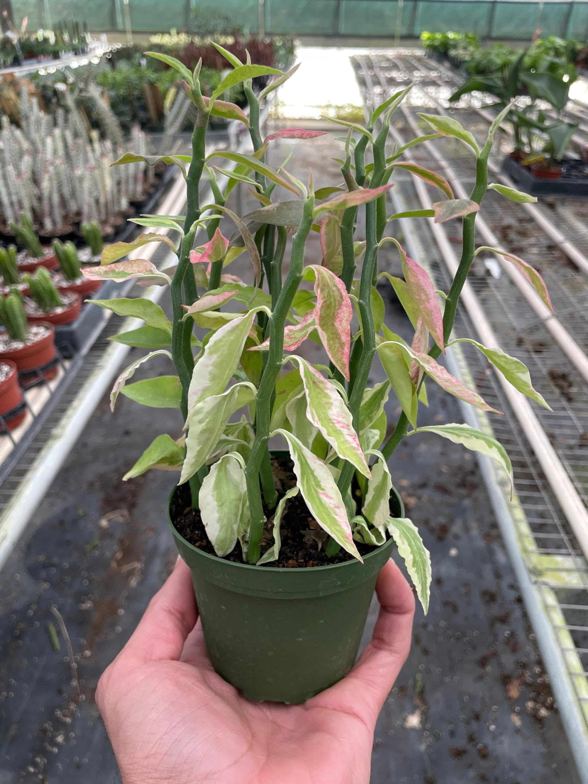 Variegated Devil's Backbone Euphorbia Starter Plant - 4-7 In, Bright ...