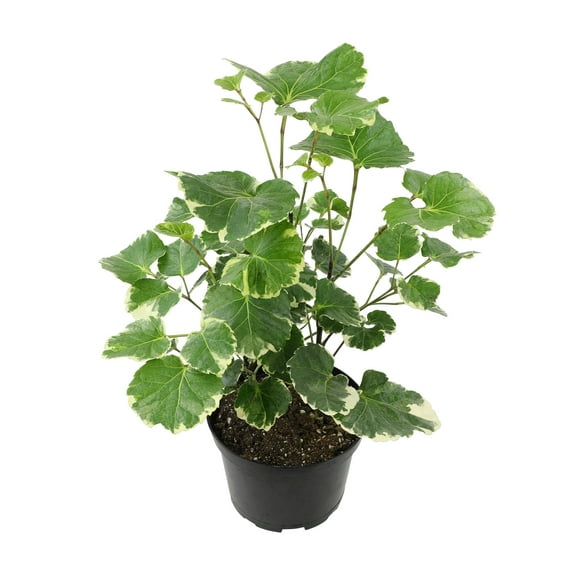 Variegated Dinner Plate, Aralia | 6in Pot | Easy Houseplant, Partial Sun | Element by Altman Plants