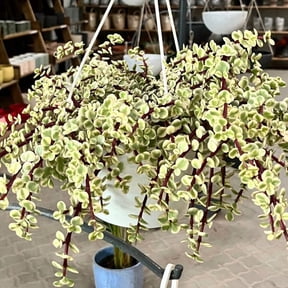Variegated Elephant Bush Live Plant in 4 Inch Pot, Portulacaria Afra, Succulent Tree