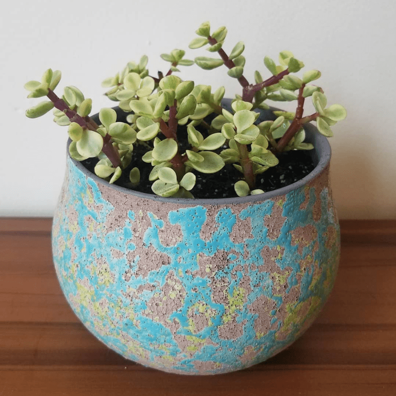 Variegated Elephant Bush, Portulacaria Afra, Succulent Tree, Live Plant in  4'' Pot - Walmart.com